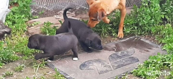 Собака маленькая порода