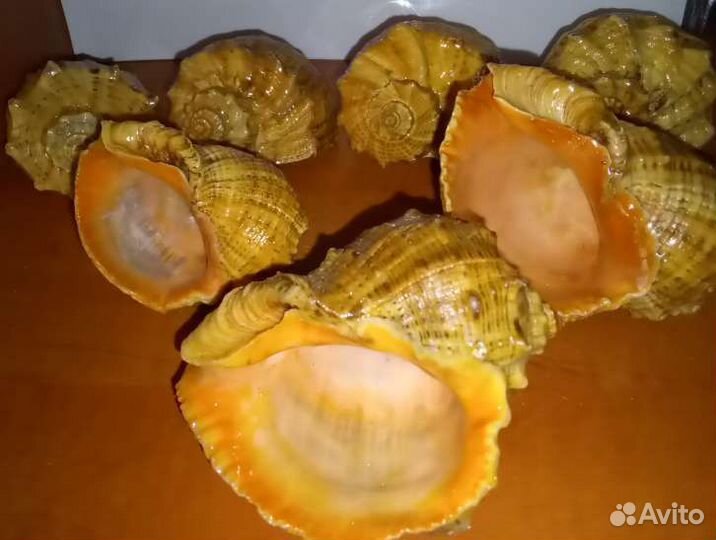 Морские ракушки, раковины рапана