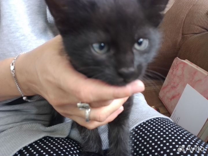 Черный котенок