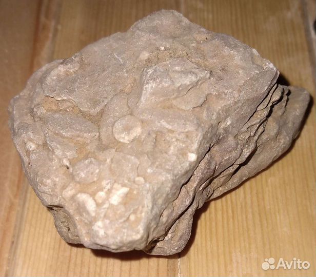 Окаменелости Мезозойской эры