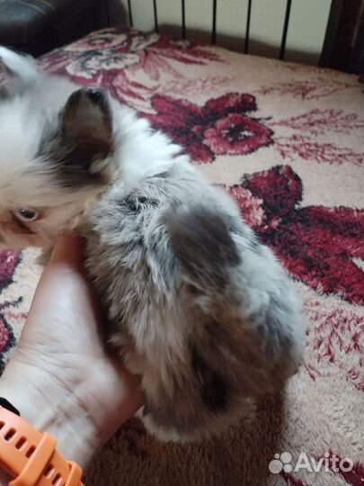 Щенки шпица