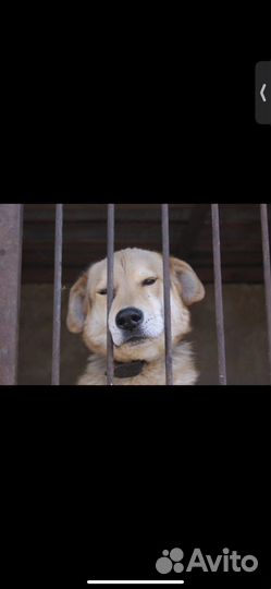 Метис гончей