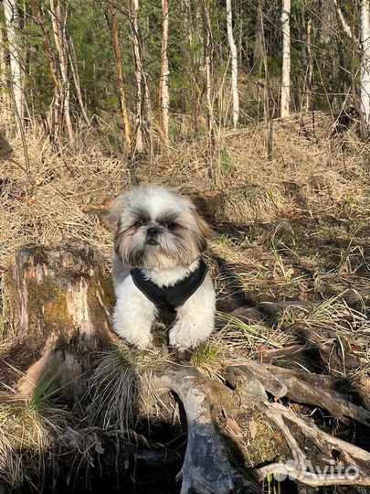 Ши-тцу вязка