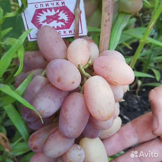 Саженцы винограда