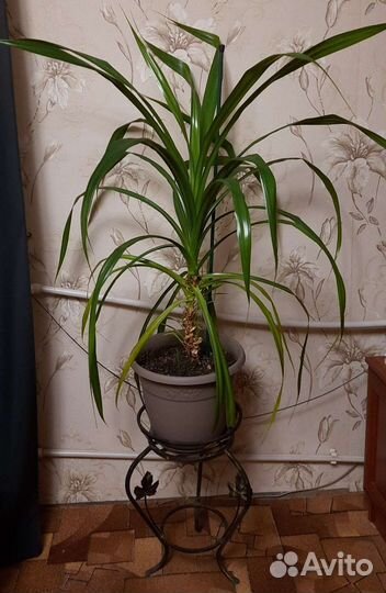 Пальма панданус