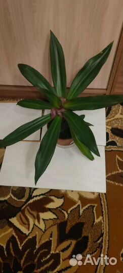 Традесканция покрывальчатая (рео)