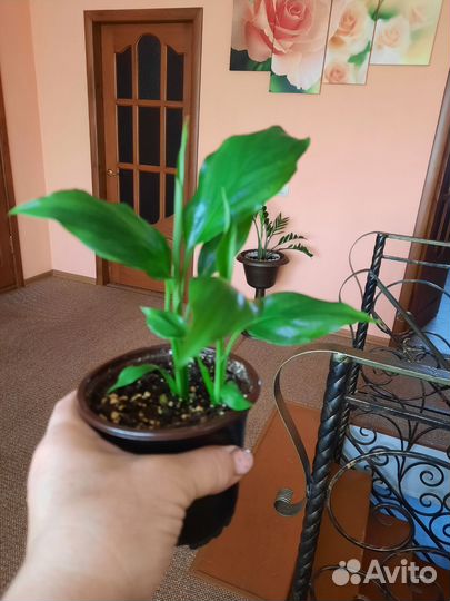 Комнатные домашние растения