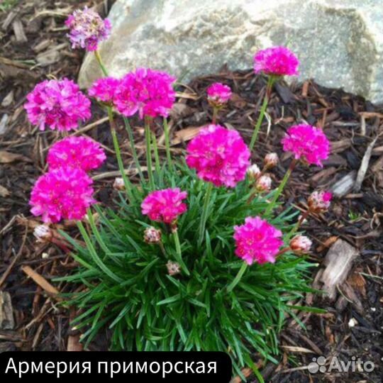 Армерия приморская