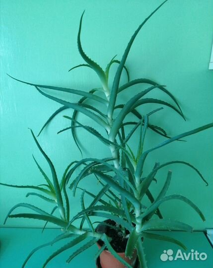 Алоэ лечебный