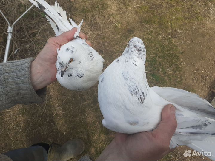 Николаевские декоративные голуби