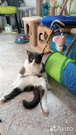 Гостиница для кошек передержка