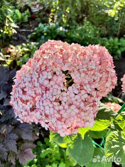 Гортензия саженцы
