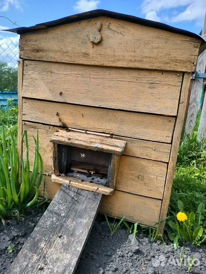 Продам пчелосемьи