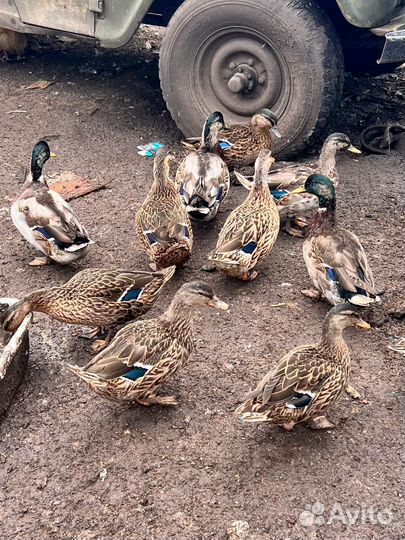 Подсадные утки