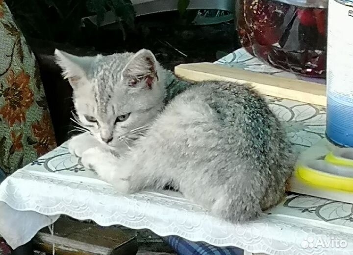 Кошечка в добрые руки