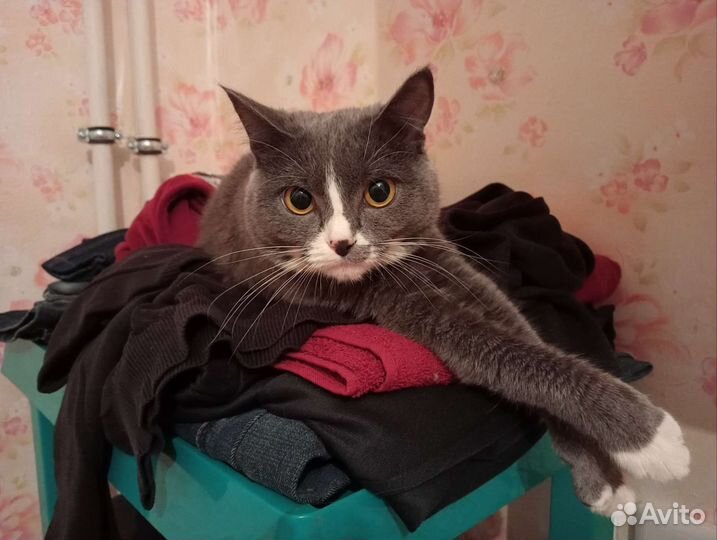 Отдам в добрые руки