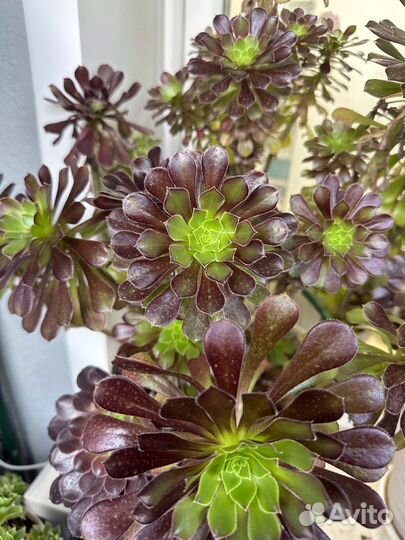 Эониум арбореум атропурпуреум