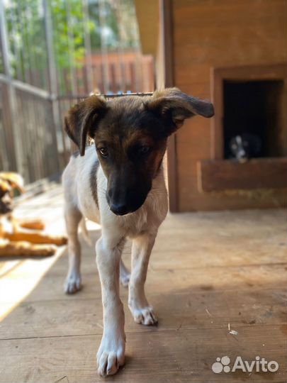 Щенок метис курцхаара бесплатно в добрые руки