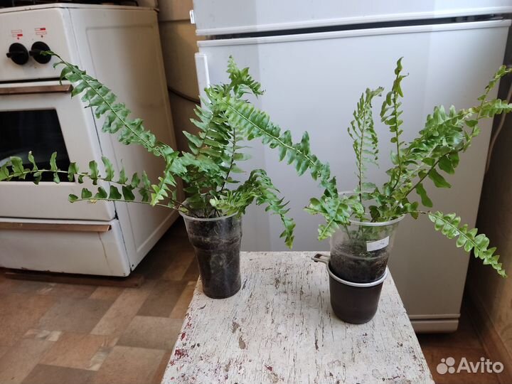 Папоротник, фиалка, сансеверия