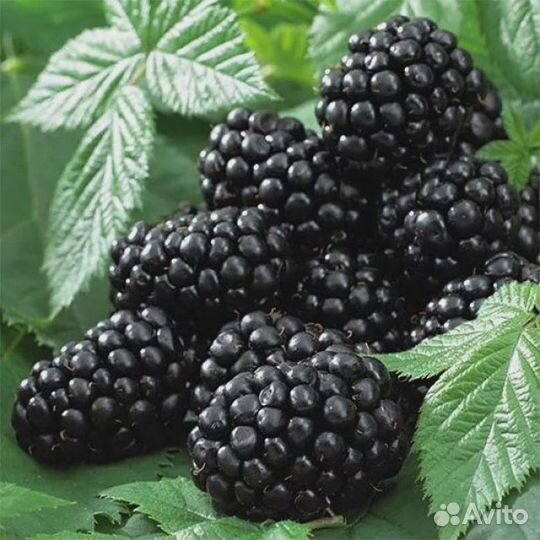 Ежевика садовая саженцы