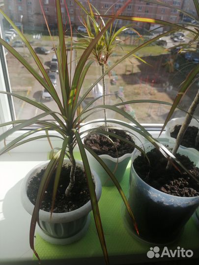 Продам цветы комнатные