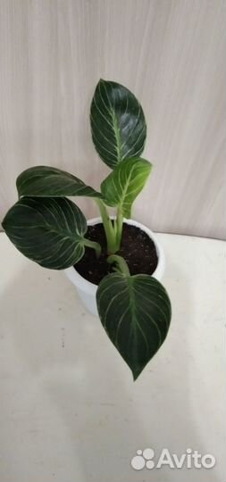 Филодендрон Вайт Вэйв