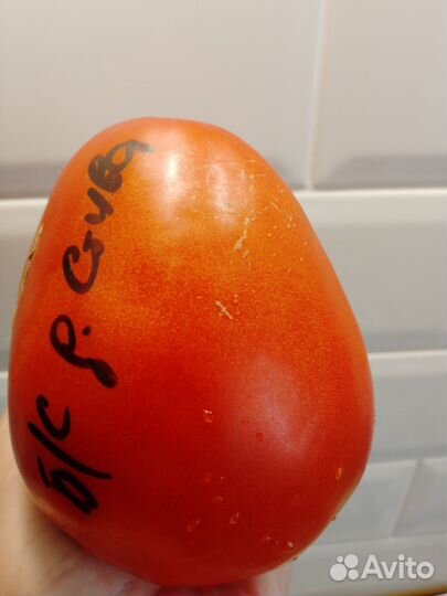 Семена коллекционных сортов томатов