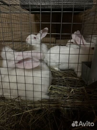 Крольчата порода Паннон