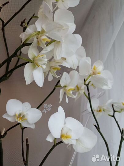 Орхидея фаленопсис белая