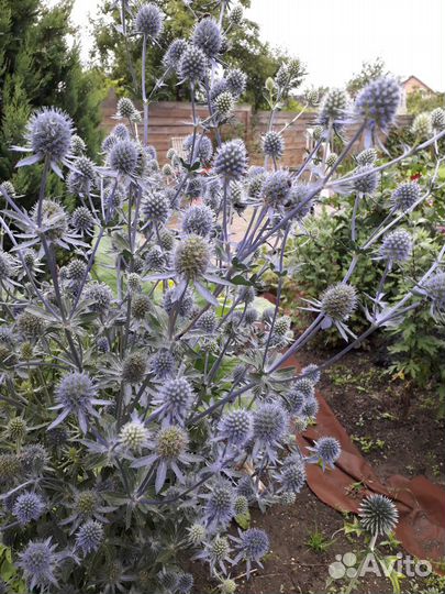 Гиперикум, Синеголовник и др.срезка и в горшке