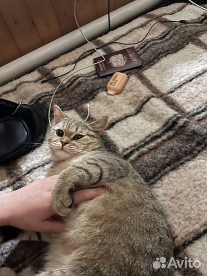 Скотиш страйт вязка