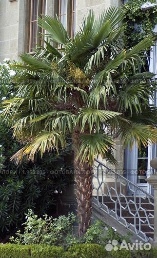 Агавы и пальмы