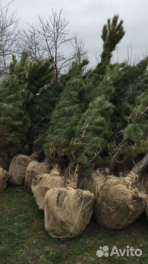 Сосна черная (Мытищи)