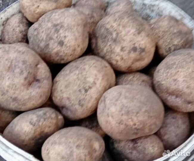 Продам картофель