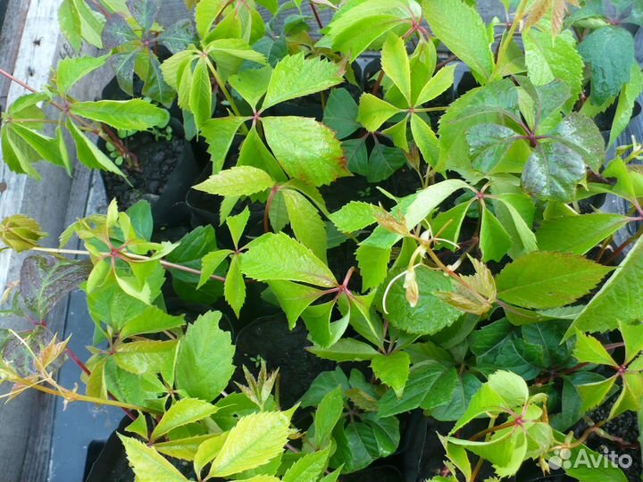 Виноград девичий