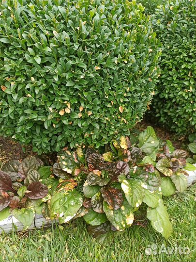 Почвопокровники многолетние, медуница