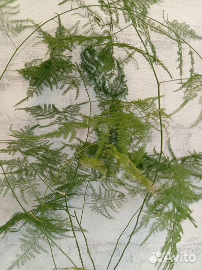 Аспарагус перистый