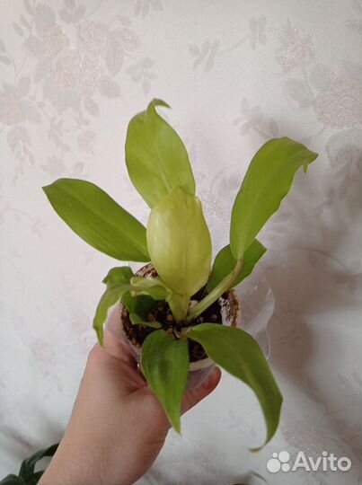 Филодендроны