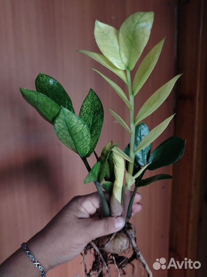 Замиокулькас zamiifolia Cameleon