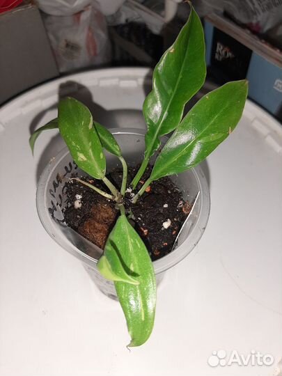 Филодендрон ринг оф файер