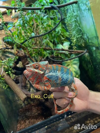 Пантеровый хамелеон