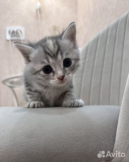 Шотландские прямоухие котята