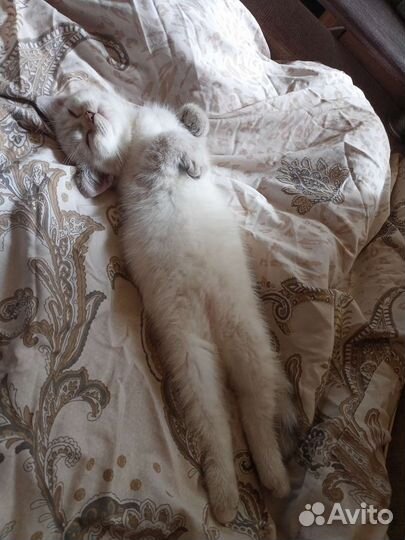 Шотландские котята