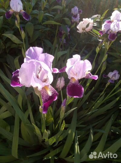 Ирисы