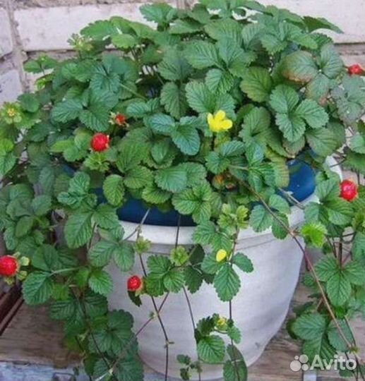 1.Ирисы,почвопокровные,подснежники,крокус, мускари