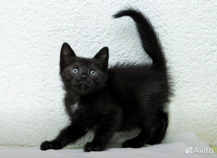 Черный котенок 1,5 месяца