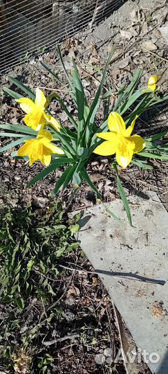 Луковица нарцссов ранних