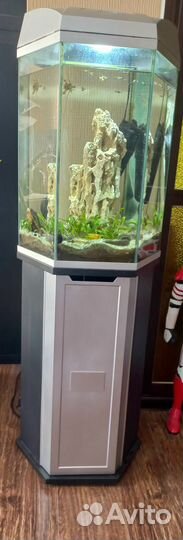 Аквариум шестиганник с тумбой. Оснащение в подарок