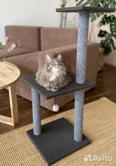 Большая когтеточка