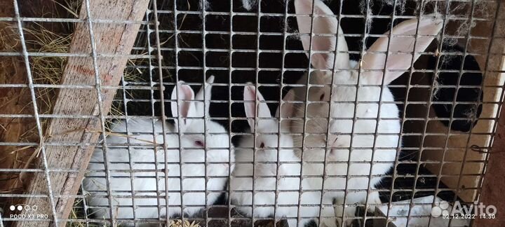 Кролики мясных пород